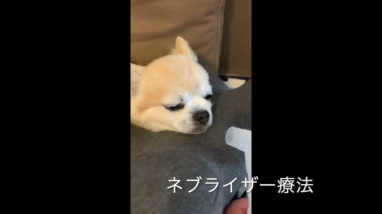 呼吸器科 - 犬猫の呼吸器の病気・症状例・治療法 - ベックジャパン動物